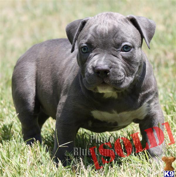 BULLY-STAR FEMALE ==> EXTREME BEAUTY ==> SUPER BULLY ====> UKC PR ==> $3000